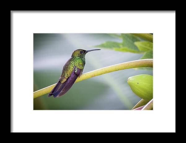 Colombia Framed Print featuring the photograph White Vented Plumeleteer Qawana Ibague Tolima Colombia #1 by Adam Rainoff