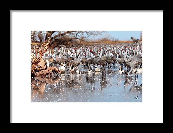 Wildlife Framed Print featuring the photograph Whitewater Draw 2436 by Robert Harris