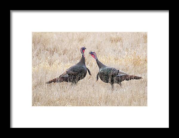 Wild Turkeys Framed Print featuring the photograph Wild Turkey #1 by Brook Burling