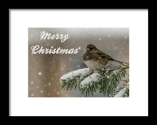 Songbird Framed Print featuring the photograph Winter Bird #2 by Cathy Kovarik