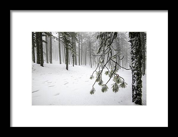 Winter Landscape Framed Print featuring the photograph Winter forest landscape with mountain covered in snow by Michalakis Ppalis