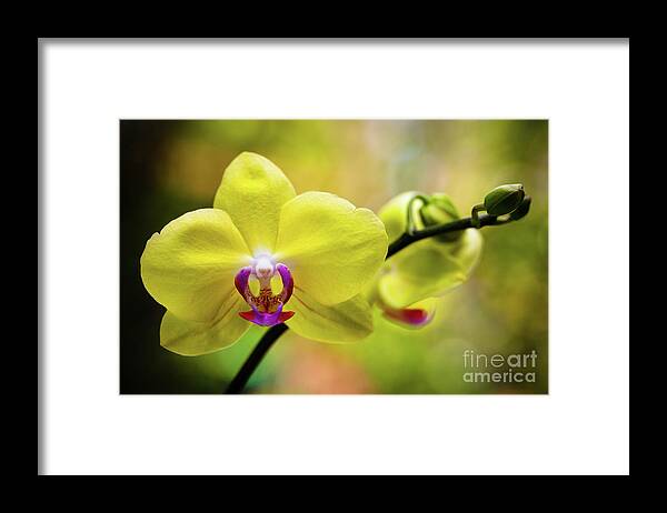 Background Framed Print featuring the photograph Yellow Orchid Flowers #1 by Raul Rodriguez