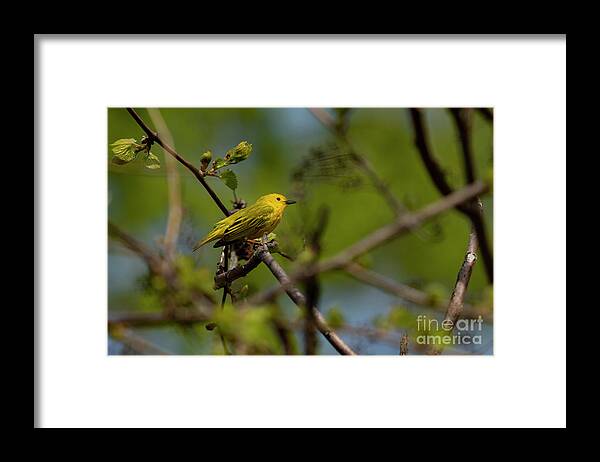 Yellow Warbler Framed Print featuring the photograph Yellow Warbler #1 by JT Lewis