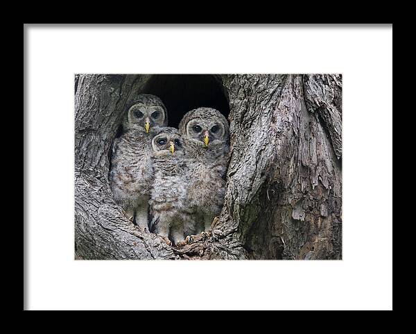 Baby Barred Owls Framed Print featuring the photograph Getting Ready to Fledge #2 by Puttaswamy Ravishankar