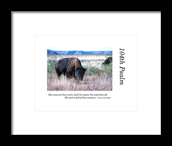 Richard E. Porter Framed Print featuring the photograph 104th Psalm-Bison Grazing by Richard Porter