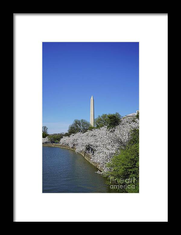  Framed Print featuring the photograph Cherry Blossoms Washington DC #11 by Annamaria Frost