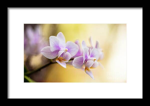 Background Framed Print featuring the photograph Purple Orchid Flowers #11 by Raul Rodriguez