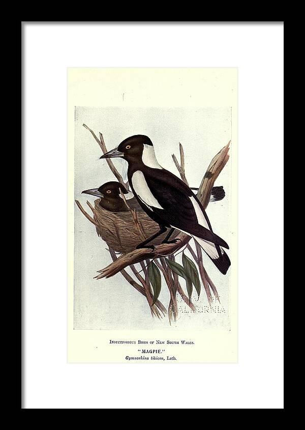 Birds Framed Print featuring the mixed media Beautiful Vintage Bird #1105 by World Art Collective
