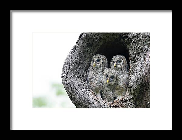 Baby Barred Owls Framed Print featuring the photograph Inquisitive Gang of Three by Puttaswamy Ravishankar