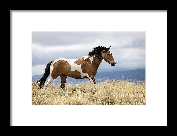 Wild Horses Framed Print featuring the photograph Wild Horses #13 by Julie Argyle