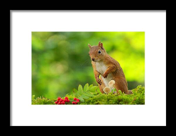 Red Squirrel Framed Print featuring the photograph Red Squirrel #14 by Gavin MacRae