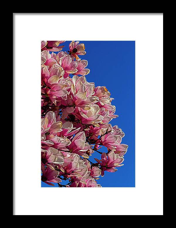 Magnolia Blossoms Framed Print featuring the photograph Magnolia Blossoms #147 by Robert Ullmann