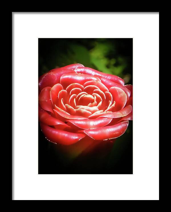 Red Rose Pictures Framed Print featuring the photograph Hawaii Flower Photography 20150713-746 by Rowan Lyford