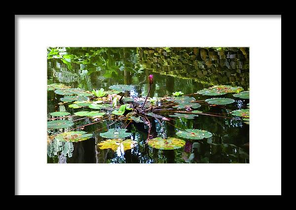 Hawaii Image Framed Print featuring the photograph Hawaii Lily Pond Photography 20150713-923 by Rowan Lyford