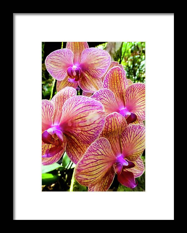 Purple Flowers Framed Print featuring the photograph Hawaii Flower Photography 150713-1578 by Rowan Lyford