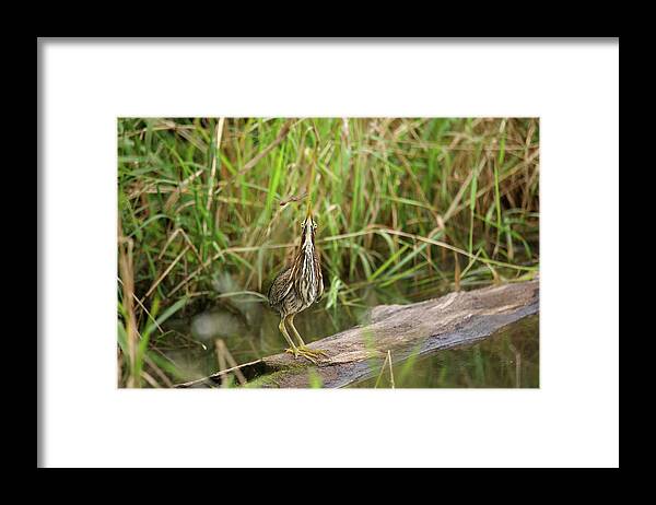 Green Heron Framed Print featuring the photograph Green Heron #16 by Brook Burling