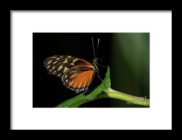 Insects And Plants Framed Print featuring the photograph Tiger Longwing Butterfly #16 by JT Lewis