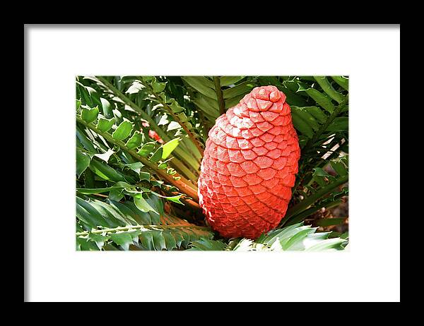  Framed Print featuring the photograph Key West #6 by Claude Taylor