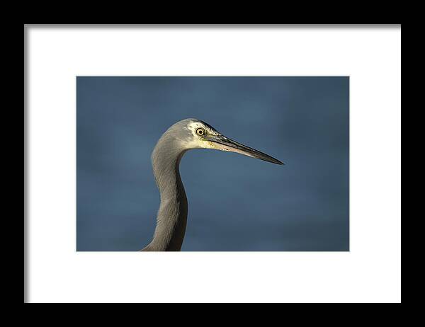 Heron Framed Print featuring the photograph 1808wfaceheron2 by Nicolas Lombard
