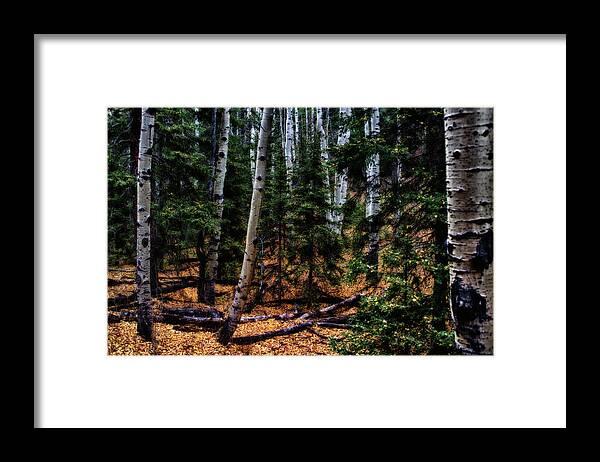 Co Framed Print featuring the photograph Aspen grove, with a golden floor by Doug Wittrock