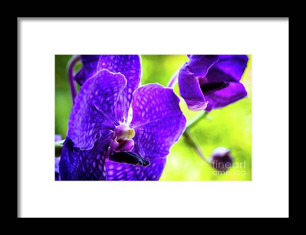 Background Framed Print featuring the photograph Purple Orchid Flowers #19 by Raul Rodriguez