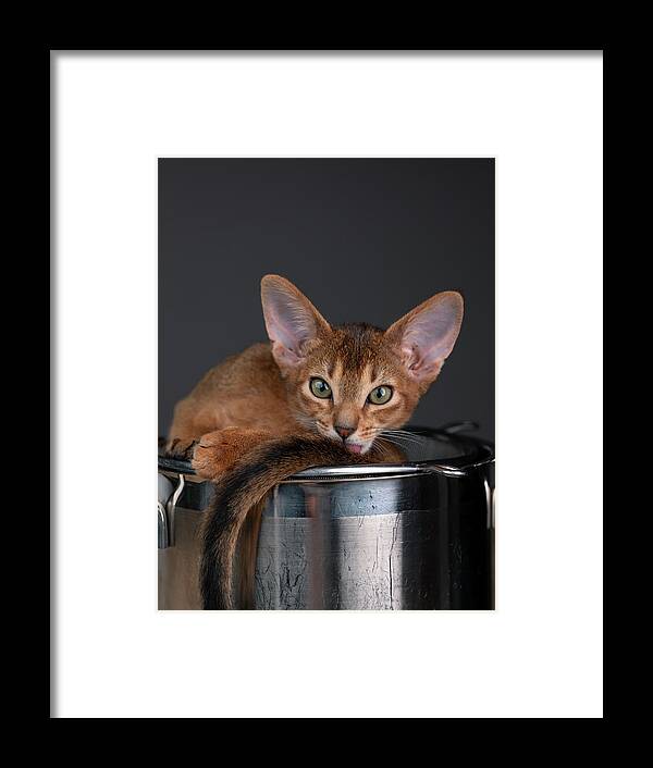 Abyssinian Kitten Framed Print featuring the photograph Abyssinian Kitten #2 by Nailia Schwarz