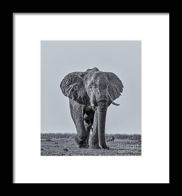 Africa Framed Print featuring the photograph African Elephant #2 by Lev Kaytsner