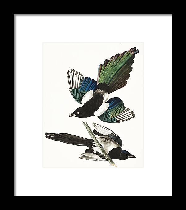 American Magpie Framed Print featuring the painting American Magpie #2 by Alexander Ivanov