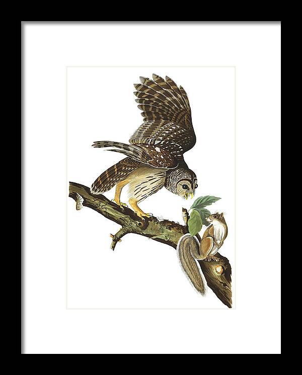 Barred Owl Framed Print featuring the painting Barred Owl #2 by Alexander Ivanov