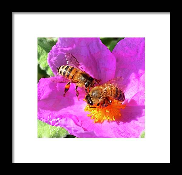 Bess Framed Print featuring the photograph 2 Bees or Not 2 Bees by DC Langer