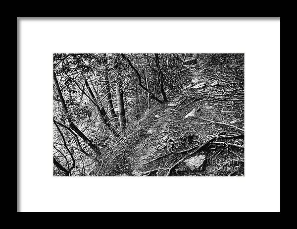Tennessee Framed Print featuring the photograph Black And White Trail #2 by Phil Perkins