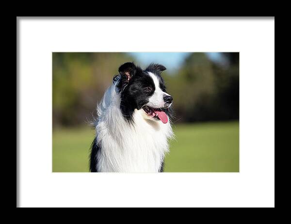 Border Collie Framed Print featuring the photograph Border Collie Portrait #1 by Diana Andersen