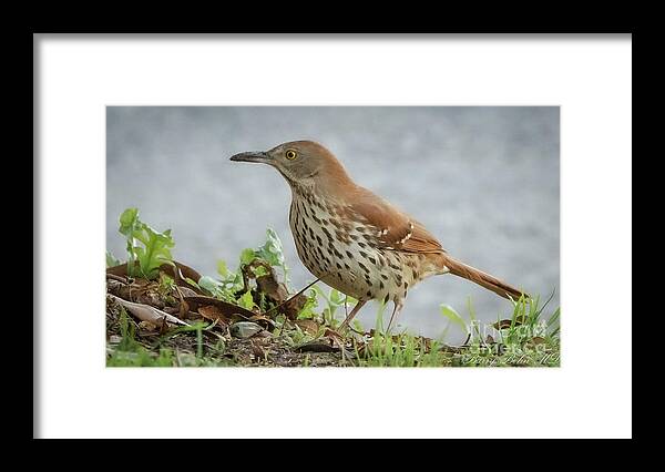 Nature Framed Print featuring the photograph Brown thrasher #2 by Barry Bohn