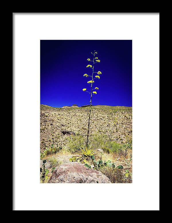 Century Plant Framed Print featuring the photograph Century Plant in Arizona #2 by Gestalt Imagery