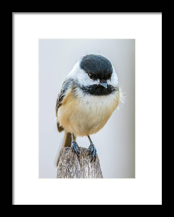 Bird Framed Print featuring the photograph Chicadee #2 by Cathy Kovarik