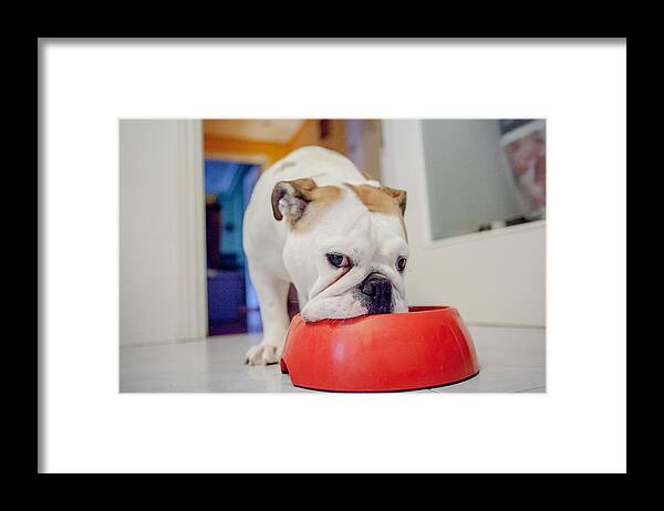 Photography Framed Print featuring the photograph Dog Eating From His Bowl.indoor #2 by Carol Yepes