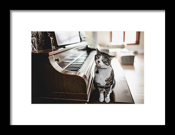 Pets Framed Print featuring the photograph Domestic cat playing piano by Linda Raymond