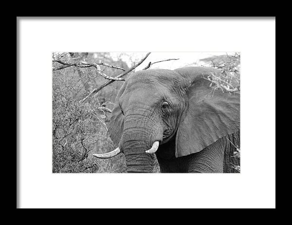 Elephant Framed Print featuring the photograph Elephant Love #1 by Fiona Kennard