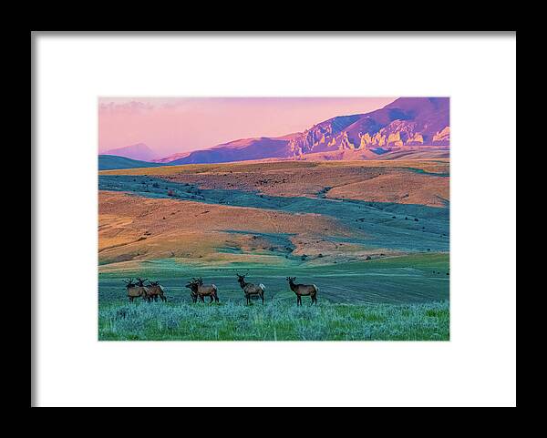 Elk Framed Print featuring the photograph Elk At Sunrise #2 by Gary Beeler