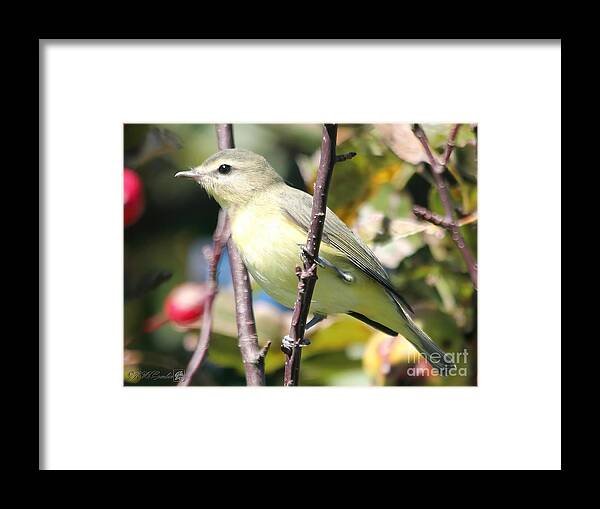 Mccombie Framed Print featuring the photograph Female Tennessee Warbler #1 by J McCombie