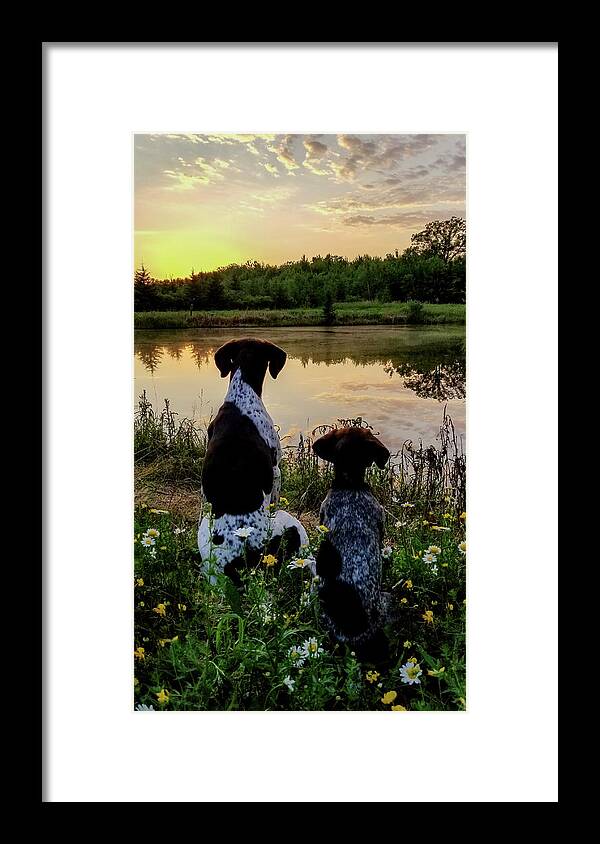 German Shorthaired Framed Print featuring the photograph German Shorthaired Pointer #2 by Brook Burling