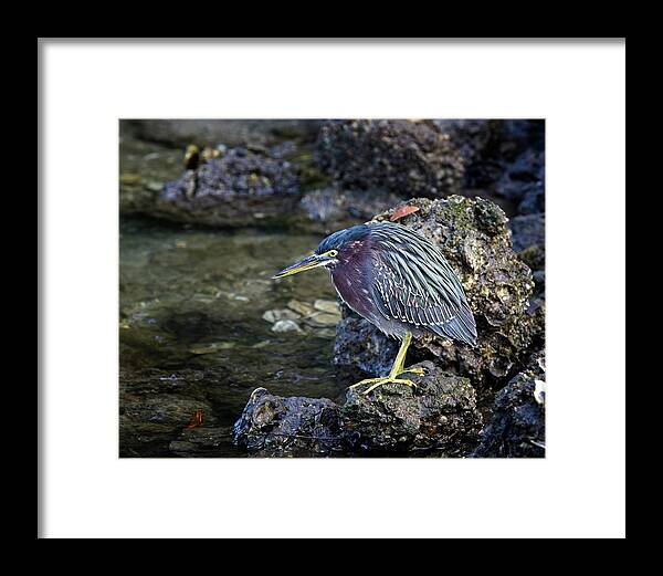 Green Heron Framed Print featuring the photograph Green Heron #2 by Ronald Lutz