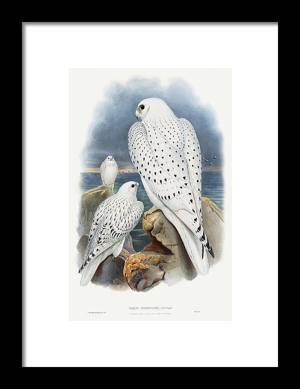 Greenland Falcon Framed Print featuring the drawing Greenland Falcon #2 by John Gould
