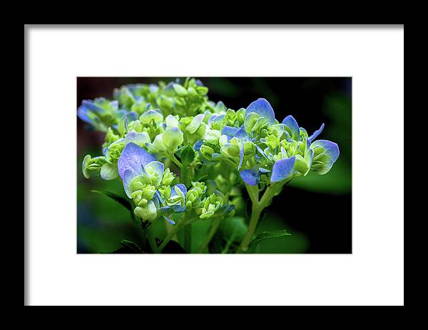 Flower Framed Print featuring the photograph Hydrangea #2 by Randy Bayne