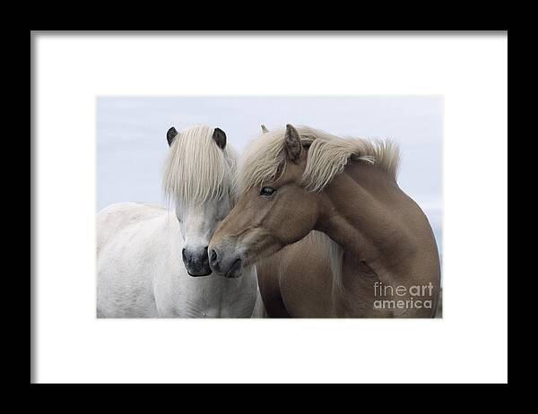 Affection Framed Print featuring the photograph Icelandic Horses by John Daniels