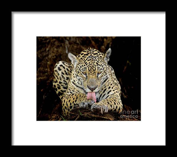 Brazil Framed Print featuring the photograph Jaguar #2 by Patrick Nowotny
