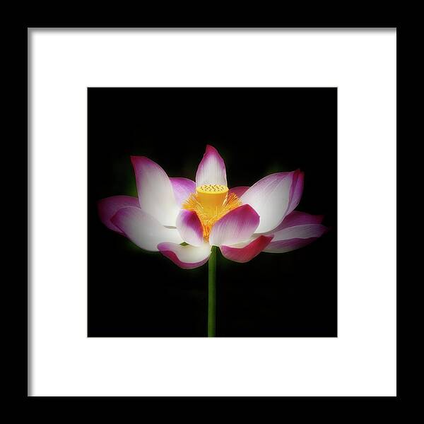 Flower Framed Print featuring the photograph Lotus #3 by Louise Tanguay