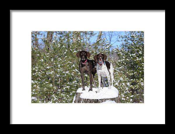 German Shorthaired Pointers Framed Print featuring the photograph My Girls #2 by Brook Burling