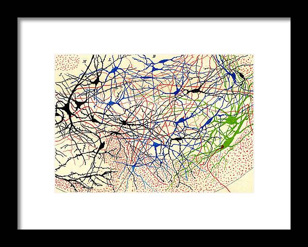 Brain Function Framed Print featuring the drawing Nerve Cells Santiago Ramon Y Cajal #1 by Science Source