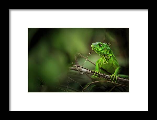 Parque Tayrona Framed Print featuring the photograph Parque Tayrona Magdalena Colombia #2 by Tristan Quevilly